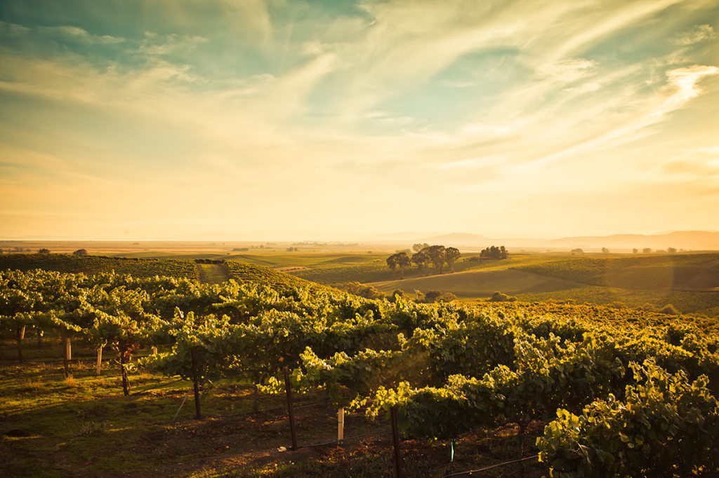 Windswept Los Carnero Vineyards