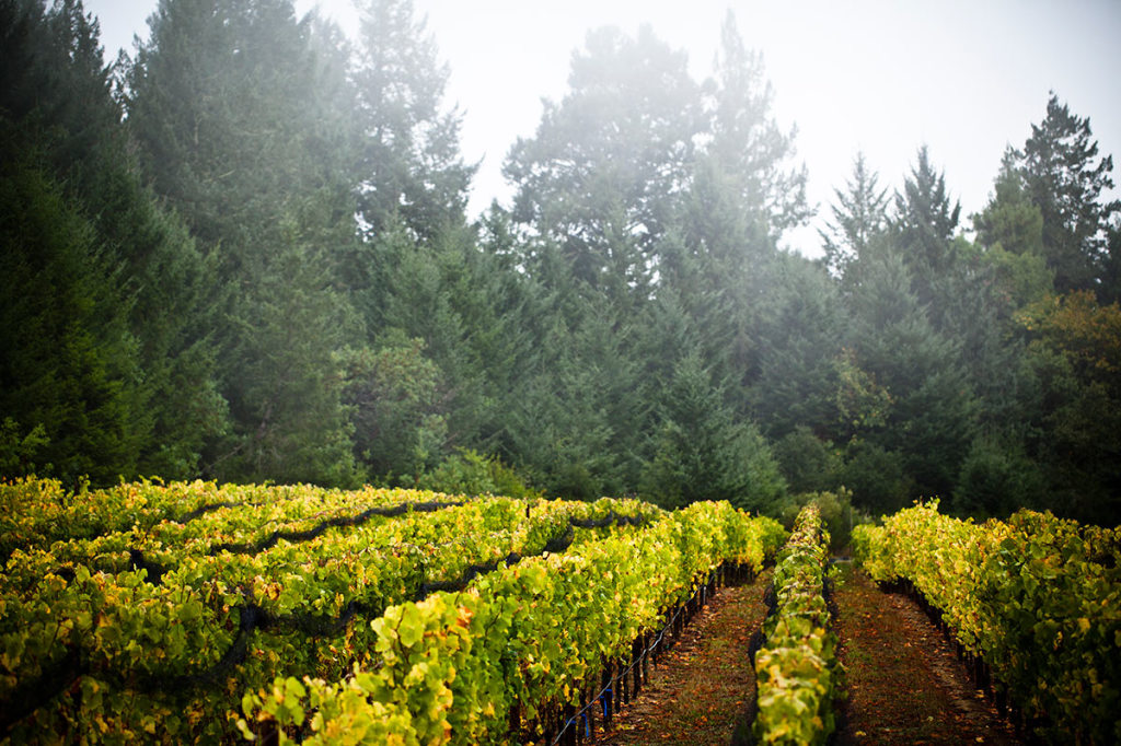 Russian River vineyards emerge from a blanket of fog.