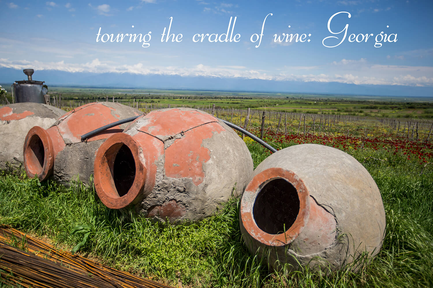 georgian vines