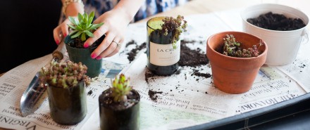 DIY: Wine Bottle Succulent Planters