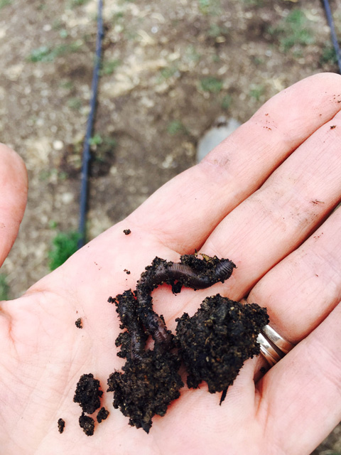 earthworms help ensure the soil is filled with nutrients