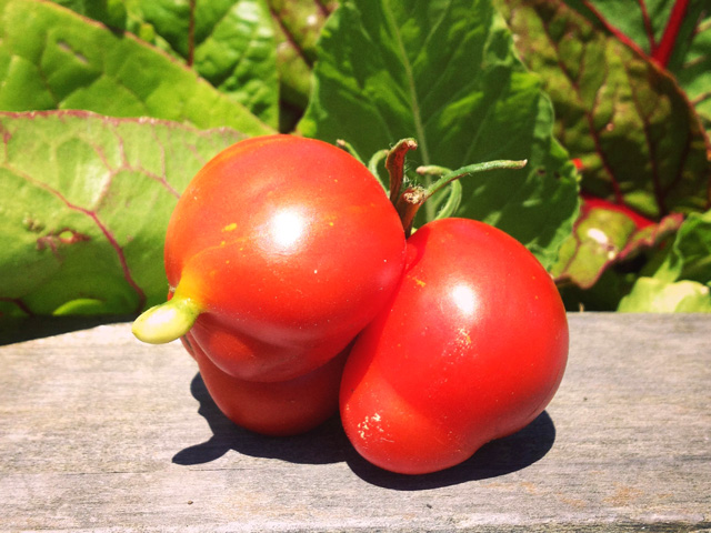 There's nothing like a vine-ripened tomato picked fresh from the garden.