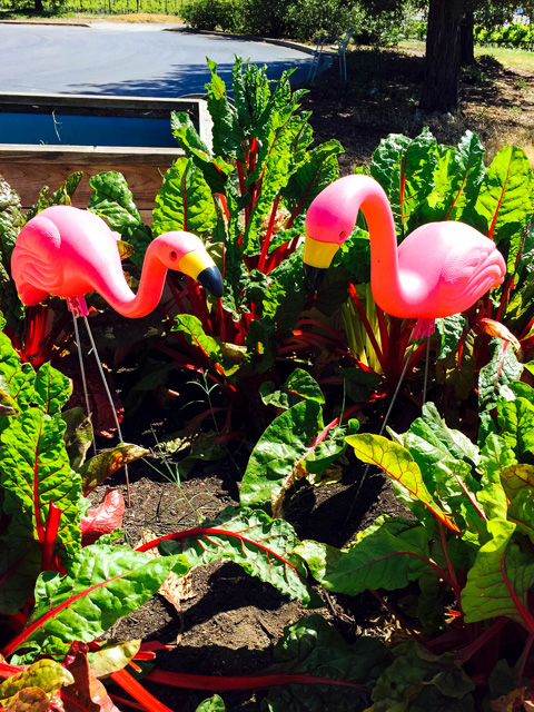 No La Crema employee garden would be complete without a pair of pink flamingos.