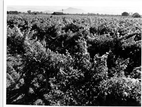 Russian River History - Grapevines 