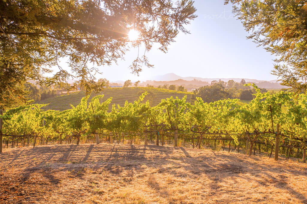 Sunset at Saralees Vineyard, Sonoma County