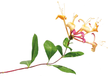 Honeysuckle