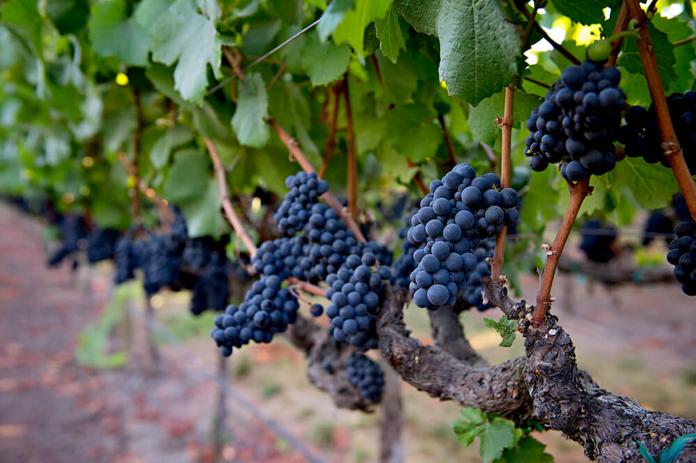 Pinot Noir grapes at Saralee's Vineyard