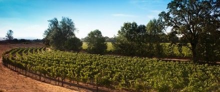 Saralee’s Vineyard Part 1: A Sweet Spot for World-Class Grapes