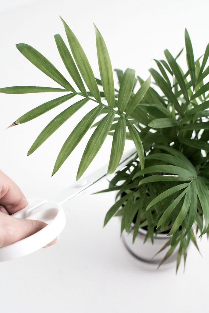 Palm leaf for DIY Palm Leaf Napkins