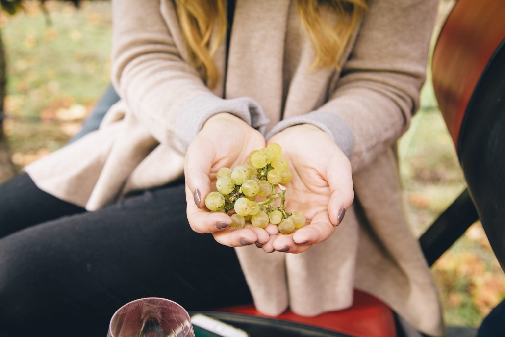 Chardonnay Grapes at the La Crema Estate at Saralee's Vineyard