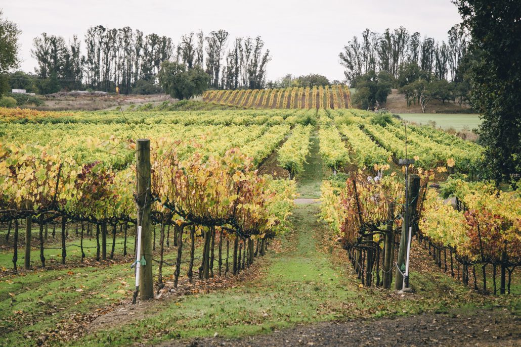 Vineyard views for days at the La Crema Estate at Saralee's Vineyard