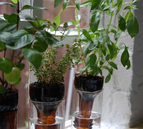 DIY Wine Bottle Decor: Self-Watering Wine Bottle Herb Garden