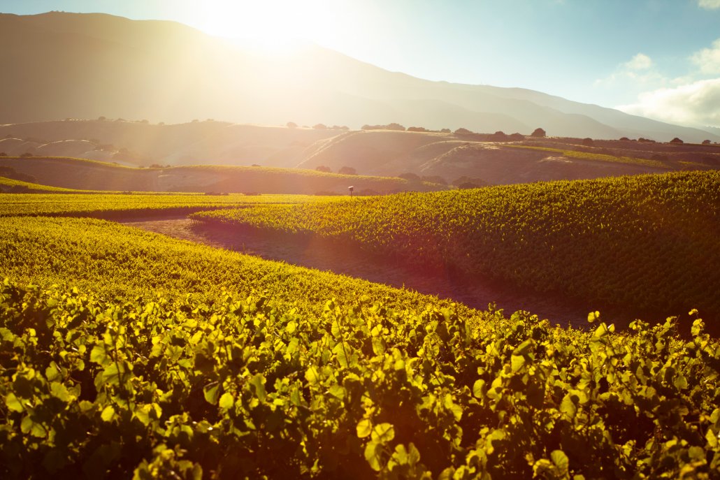 Pinot Noir Vineyards