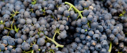 The Complete Guide to Pinot Noir Grapes